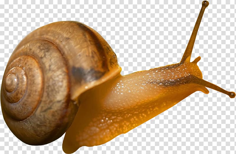 Snail Desktop Computer Icons , Snail transparent background PNG clipart