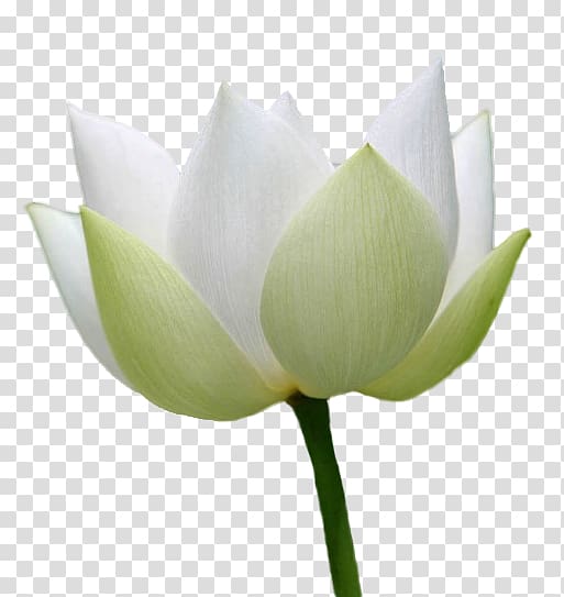 Lilium candidum White Nelumbo nucifera Realism, Realistic white lily transparent background PNG clipart