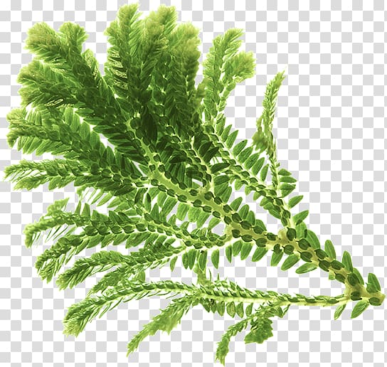 Vascular plant Fern Equisetum Tree, ginseng flower transparent background PNG clipart