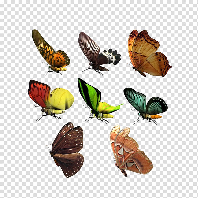 CorelDRAW Adobe Illustrator Icon, Butterfly animal transparent background PNG clipart