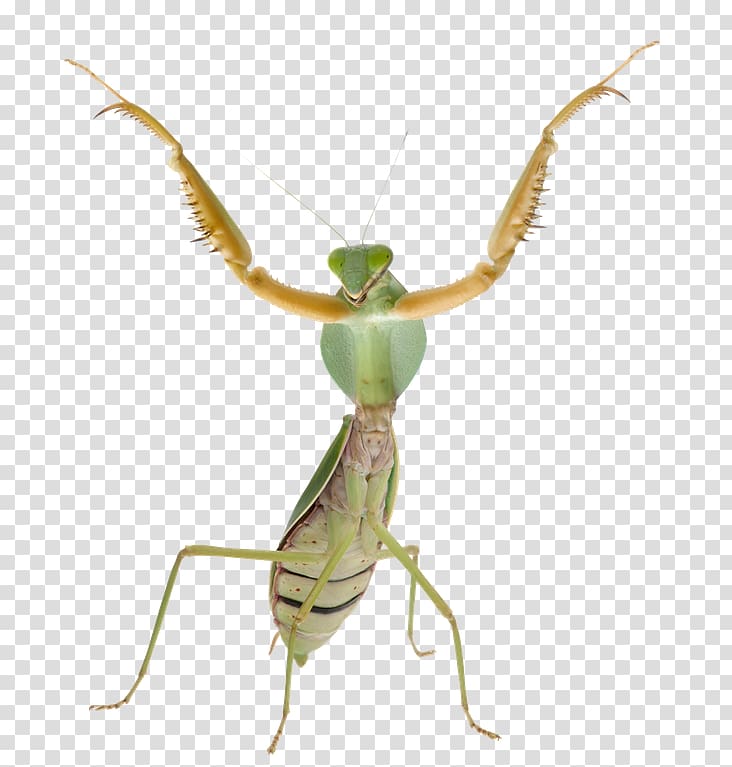 Boxer mantis Insect Locust Theopropus elegans, praying Mantis transparent background PNG clipart