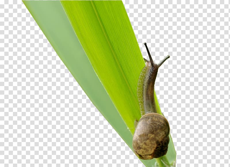 Orthogastropoda Snail , Snail Creative transparent background PNG clipart