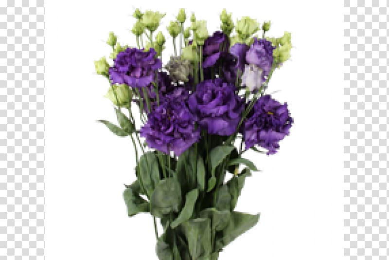 Purple Prairie gentian Floral design Cut flowers, purple transparent background PNG clipart