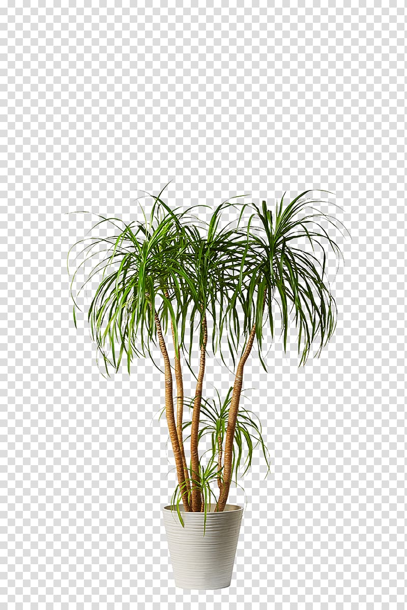 Arecaceae Houseplant Dwarf umbrella tree Caryota urens, plant transparent background PNG clipart