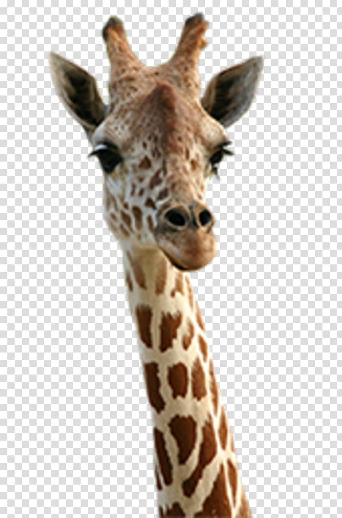 Giraffe Animal Desktop Cuteness, giraffe transparent background PNG clipart