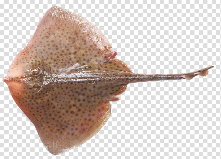Electric ray Thornback ray Fish Lemon sole, fish transparent background PNG clipart
