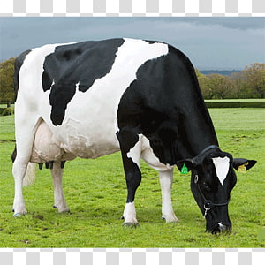 HD holstein cow wallpapers | Peakpx