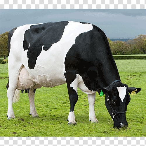 Dairy cattle Calf ABS Global, others transparent background PNG clipart