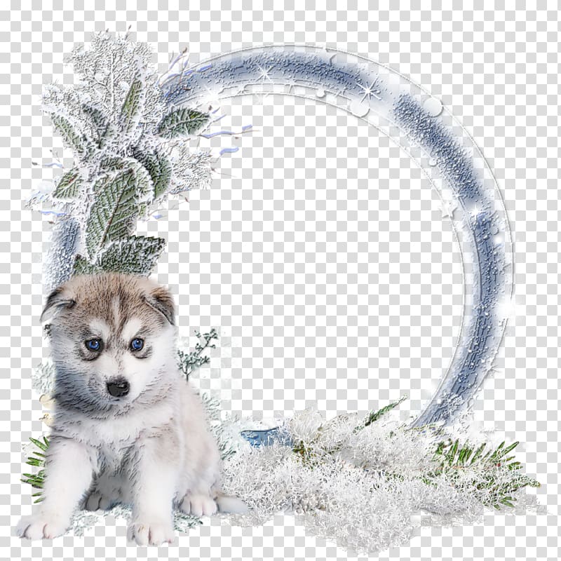 Siberian Husky Alaskan Malamute Winter cluster Sakhalin Husky Saarloos wolfdog, Winters transparent background PNG clipart