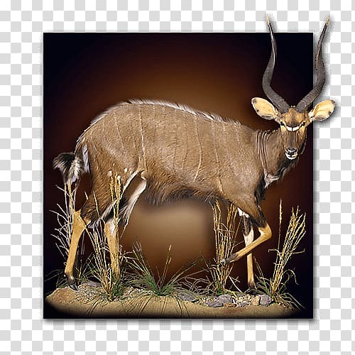 Taxidermy Reindeer Hunting Elk, Reindeer transparent background PNG clipart