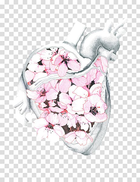 Drawing Heart Anatomy, softy transparent background PNG clipart