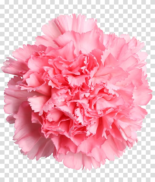 Carnation Cut flowers Mother's Day Rose, pink carnation transparent background PNG clipart