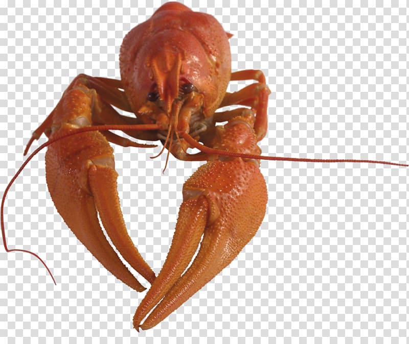 Lobster Crayfish as food Crustacean Digital , lobster transparent background PNG clipart