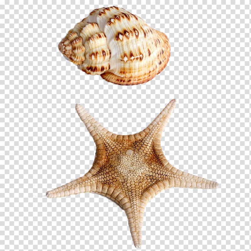 Starfish Seashell Sea snail Conch, Conch starfish sealless material transparent background PNG clipart