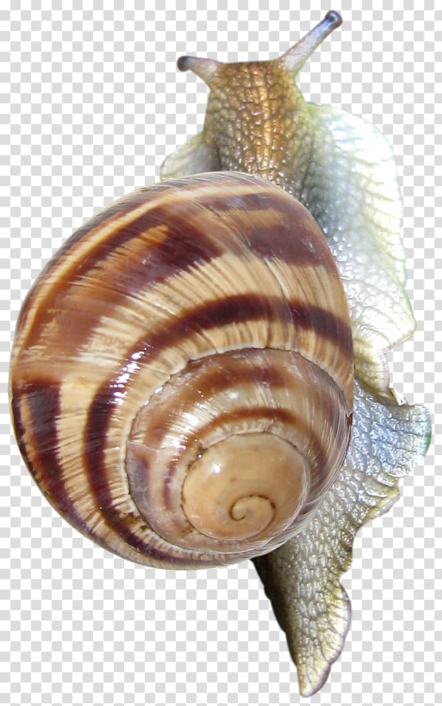 Pond snails , Snail transparent background PNG clipart