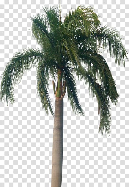 Asian palmyra palm Roystonea regia Arecaceae Tree, tree transparent background PNG clipart