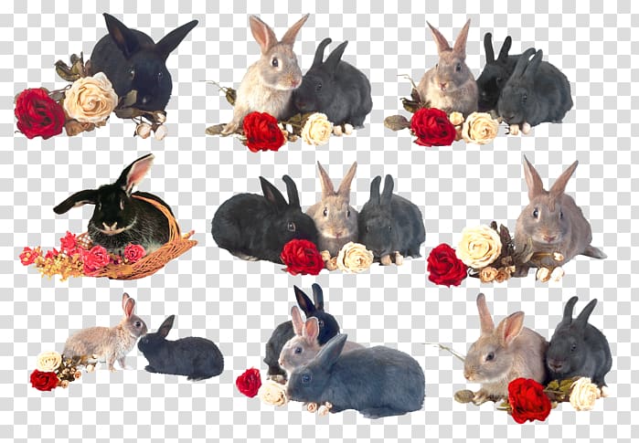 Domestic rabbit Hare European rabbit , rabbit transparent background PNG clipart