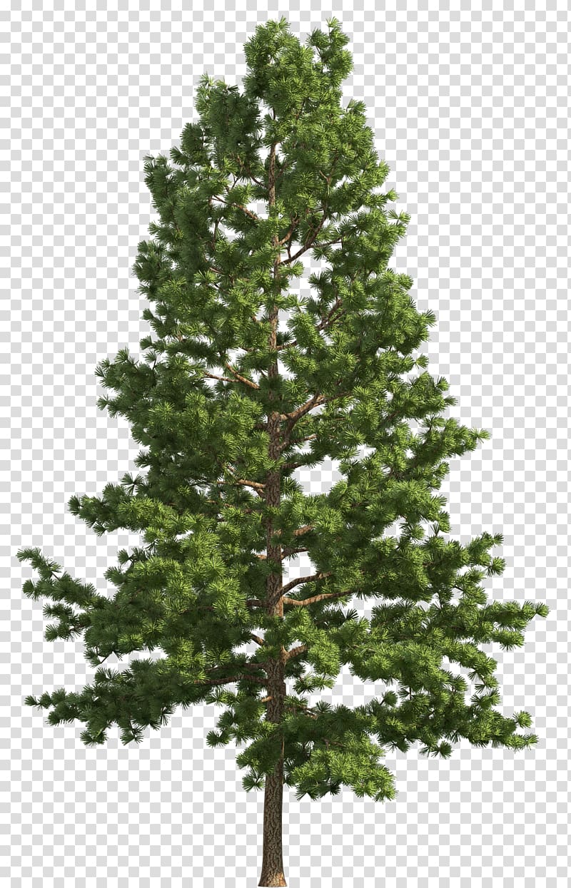 Stone pine Tree Fir , Realistic Snow transparent background PNG clipart