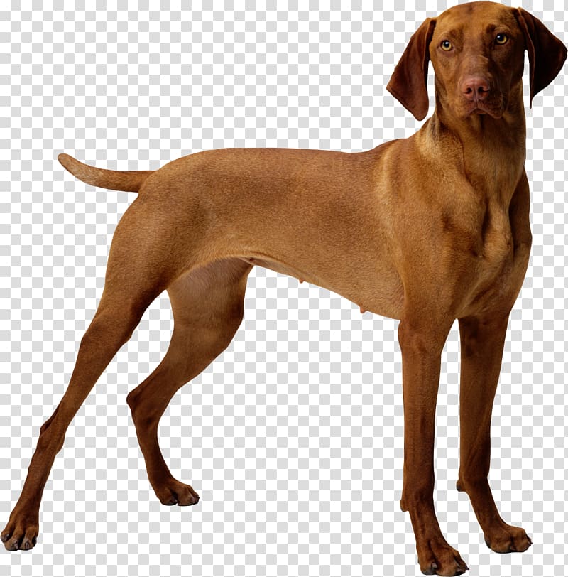 Puppy Great Dane Bulldog Vizsla Jack Russell Terrier, puppy transparent background PNG clipart