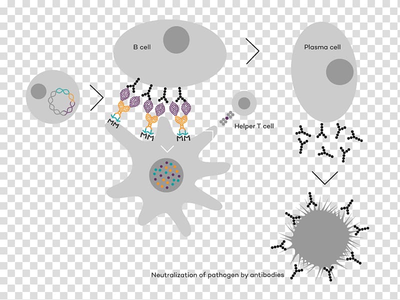 TV 2 .no , Infectious Disease transparent background PNG clipart