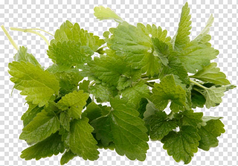 Peppermint Oil Lemon balm Organic food Aroma, oil transparent background PNG clipart