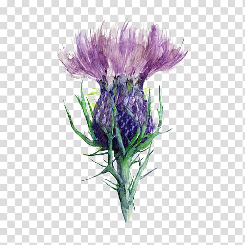 purple lesser burdock flower illustration, Scotland Milk thistle Flower, Hand-painted milk thistle material transparent background PNG clipart