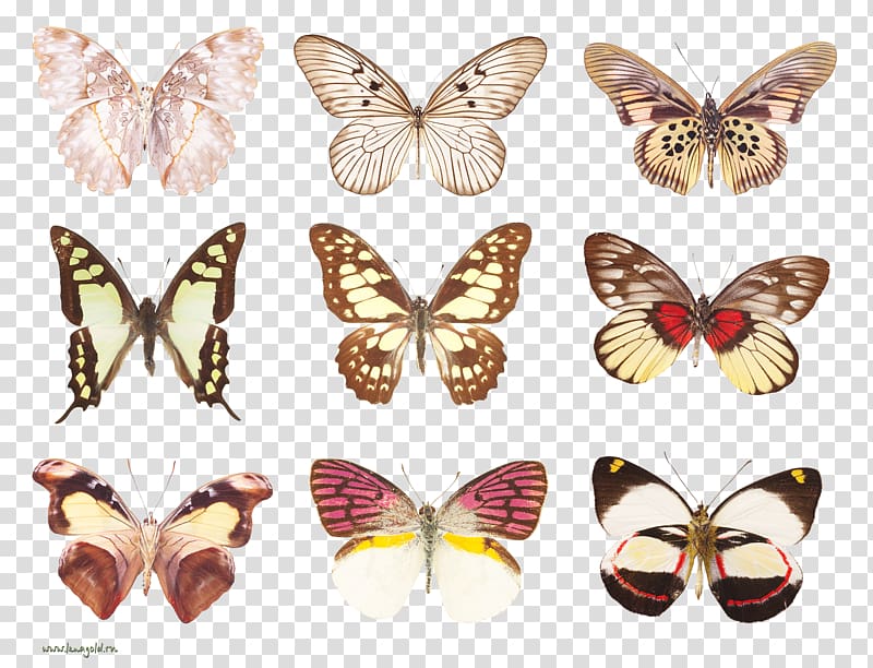 Butterfly Insect Moth Papilio demoleus, butterfly transparent background PNG clipart