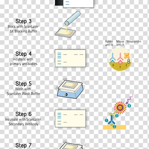 Western blot Molecular biology Protein System, blot transparent background PNG clipart