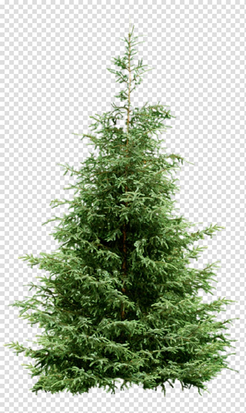 Nordmann fir Spruce Christmas tree Pine, christmas tree transparent background PNG clipart