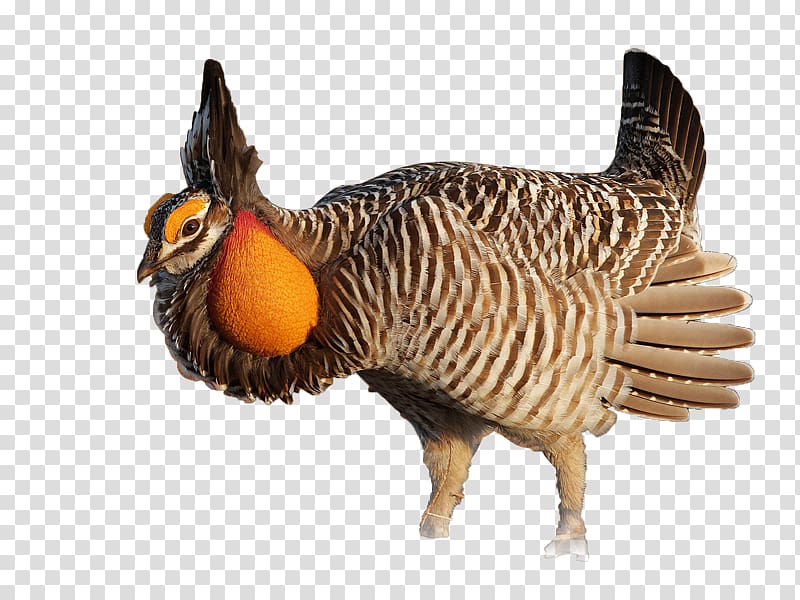 Polish chicken Bird Grouse Greater Prairie Chicken, chicken transparent background PNG clipart