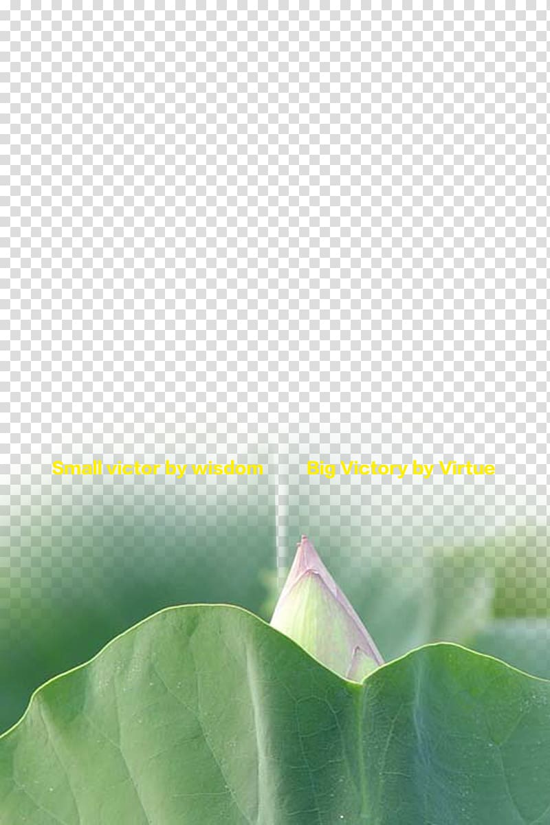 Business , Chinese wind element lotus transparent background PNG clipart