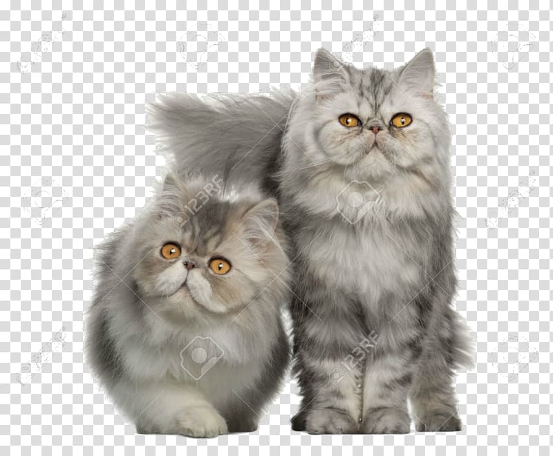 Persian Cat American Shorthair Maine Coon British Shorthair Ragdoll Cats Transparent Background Png Clipart Hiclipart