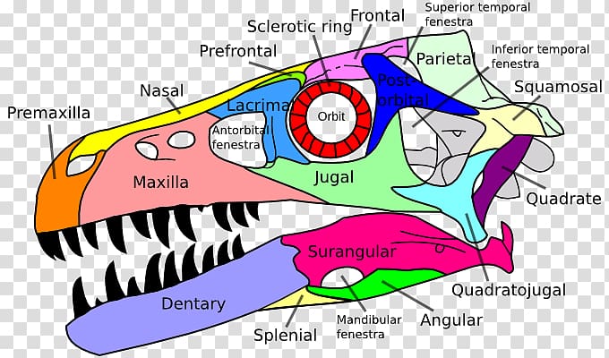 Dromaeosaurus Tyrannosaurus Allosaurus Reptile Spinosaurus, dinosaur transparent background PNG clipart