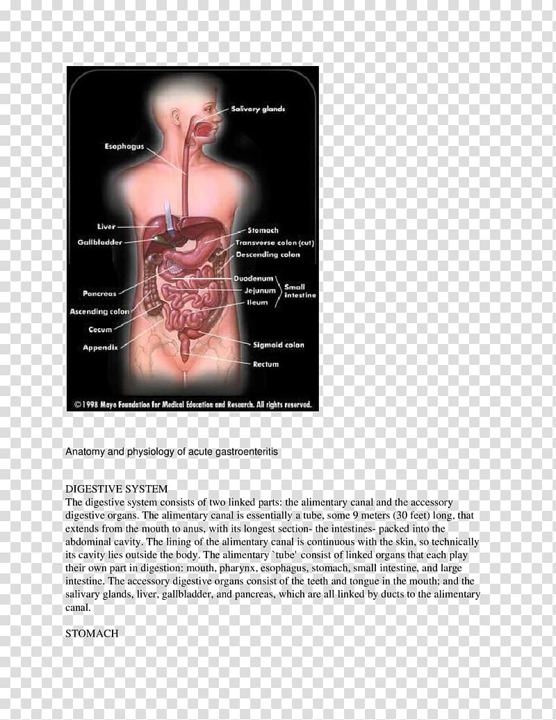 Gastrointestinal tract Human digestive system Poliomyelitis Digestion Small intestine, others transparent background PNG clipart