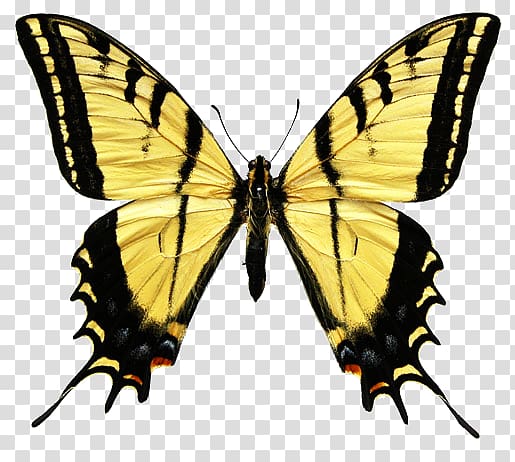 Swallowtail butterfly Eastern tiger swallowtail Insect Papilio multicaudata, butterfly transparent background PNG clipart