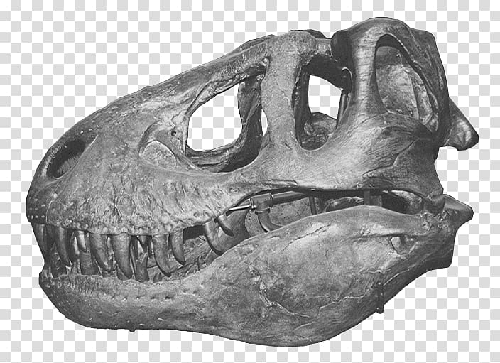 dinosaur skull, T-Rex Skull transparent background PNG clipart