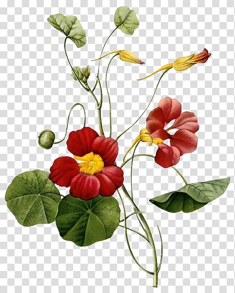 red Nasturtium flowers in bloom, Tropaeolum majus Botany Botanical illustration Flower Painting, Crimson Flower transparent background PNG clipart