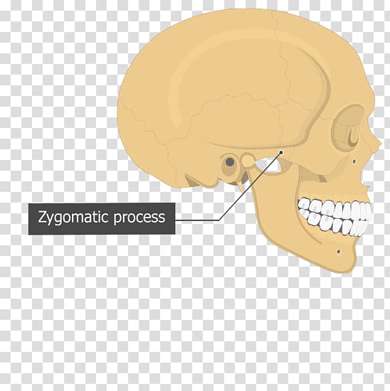 Temporal bone Skull Sphenoid bone Temporal styloid process, skull transparent background PNG clipart