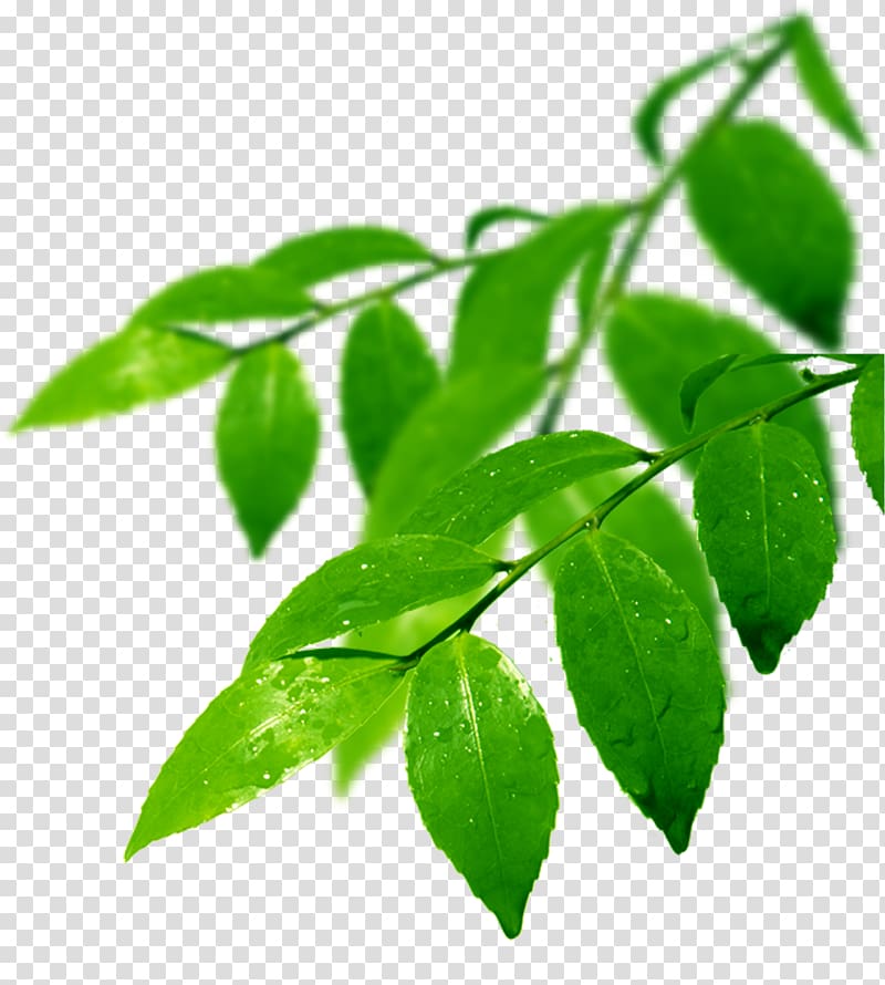 Branch Leaf Odor, leaf transparent background PNG clipart