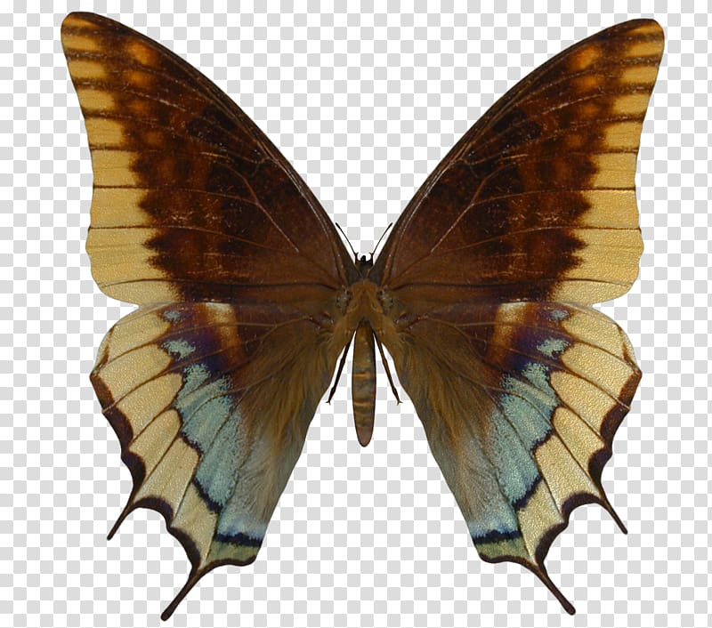 Swallowtail butterfly Insect Battus philenor Battus polydamas, buterfly transparent background PNG clipart