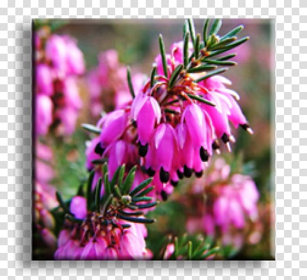 Shrub Lavender-cotton Garden Winter heath Armeria maritima, plant transparent background PNG clipart
