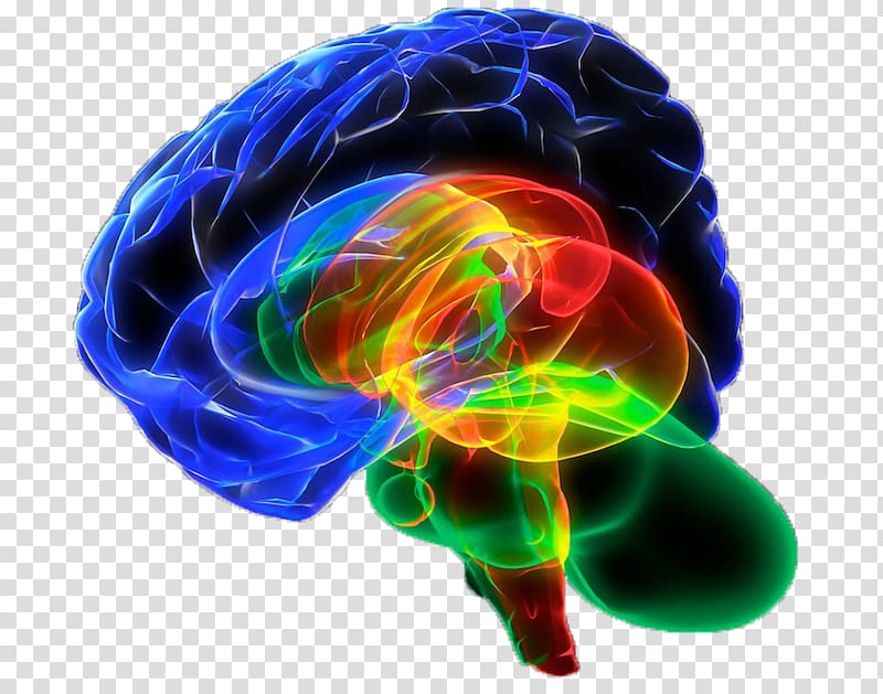 Human brain Organ Cerebrum Sense, Brain cerebellum transparent background PNG clipart