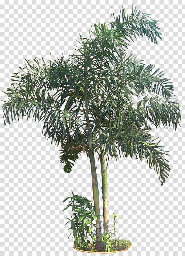 Dypsis madagascariensis Dipsis Information, tropical tree transparent background PNG clipart