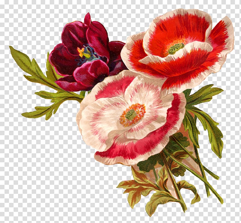 pink and white poppy flowers painting illustration, Flower Floral design Poppy Botanical illustration , artwork transparent background PNG clipart