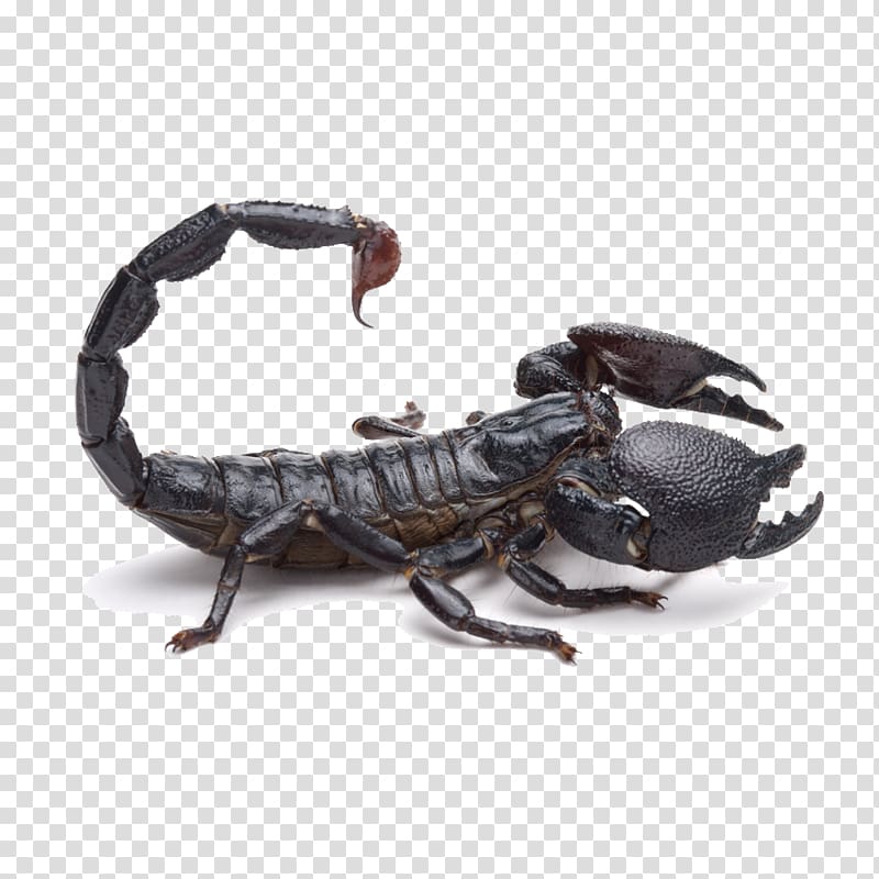 dark Emperor scorpion, Emperor scorpion Tail Poison, Black Scorpion transparent background PNG clipart