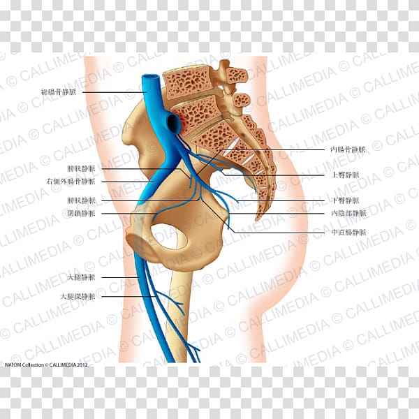 Pelvis Common iliac artery Anatomy Vein, venas y arterias transparent background PNG clipart