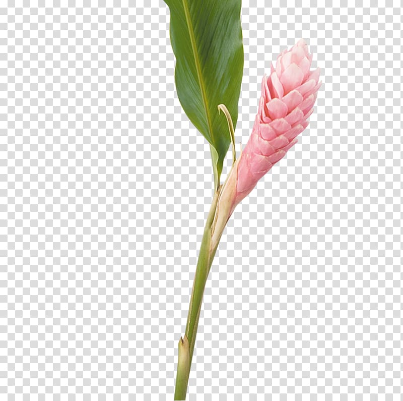 Alpinia purpurata Lobster-claws Cut flowers Ginger, flower transparent background PNG clipart