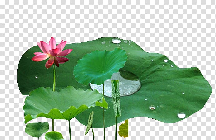 Nelumbo nucifera Leaf Drop Lotus effect, Lotus leaf transparent background PNG clipart