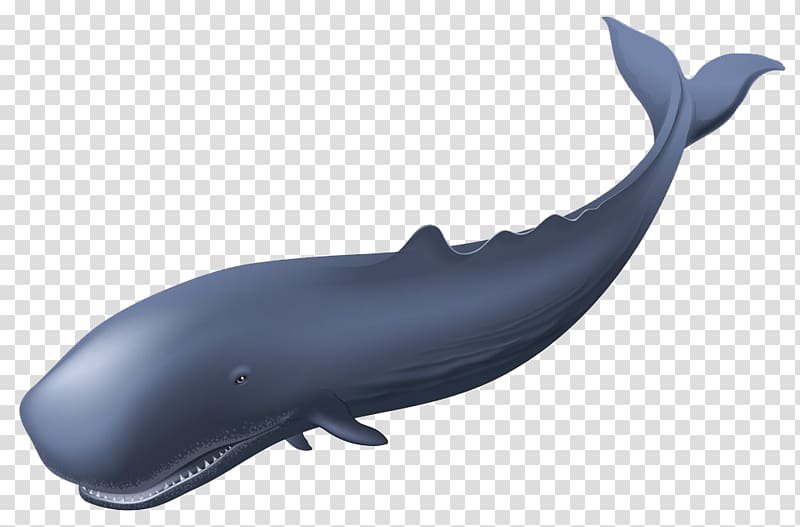 Sperm whale , whale transparent background PNG clipart