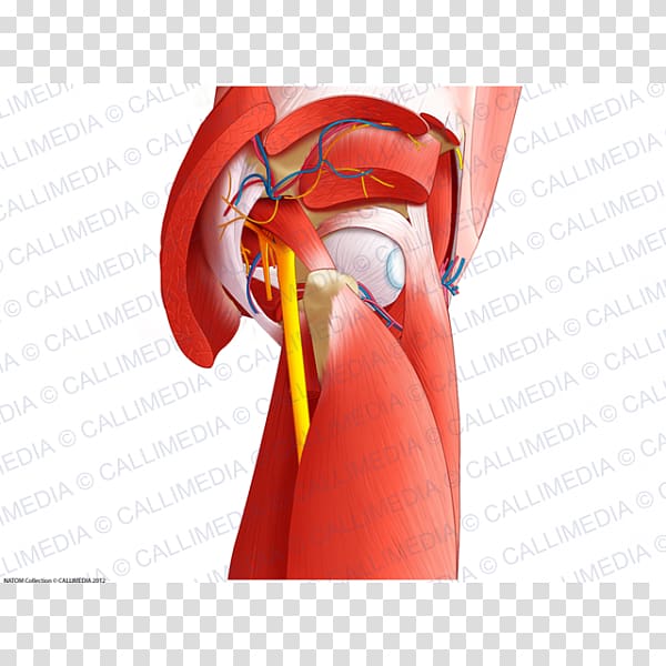 Muscles of the hip Pelvis Nerve, others transparent background PNG clipart